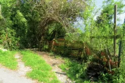 #20924 Appezzamento agricolo collinare di 5270 mq