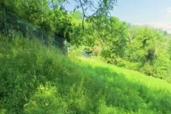 #20924 Appezzamento agricolo collinare di 5270 mq