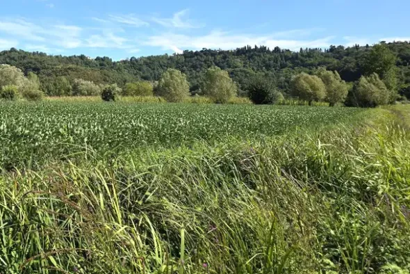 #24306 Appezzamento agricolo in zona periferica rurale