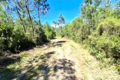 #24386 Appezzamento agricolo in zona boschiva