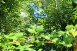 #20926 Appezzamento boschivo collinare di 5727 mq