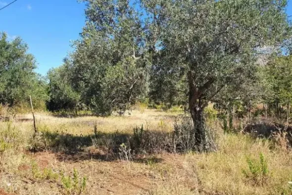 #20948 Appezzamento di terreno agricolo alberato