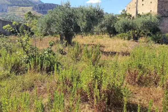#20948 Appezzamento di terreno agricolo alberato