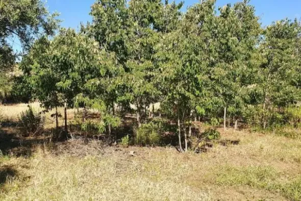 #20948 Appezzamento di terreno agricolo alberato