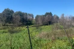 #21269 Appezzamento di terreno di 6660 mq