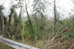 #22708 Area edificabile per lottizzazione residenziale