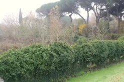 #22708 Area edificabile per lottizzazione residenziale