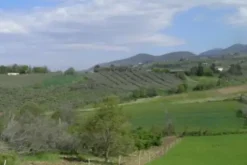 #18960 Azienda agricola con terreni
