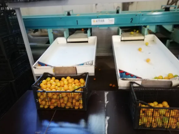 Calibrator for washing and calibrating fruits