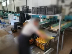 Calibrator for washing and calibrating fruits