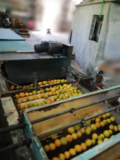 Calibrator for washing and calibrating fruits