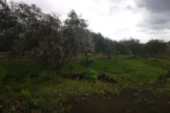 #20354 Depositi con terreno