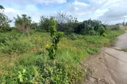 #24733 Due appezzamenti agricoli in zona rurale