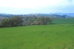 #12762 Fabbricato agricolo con vigneto
