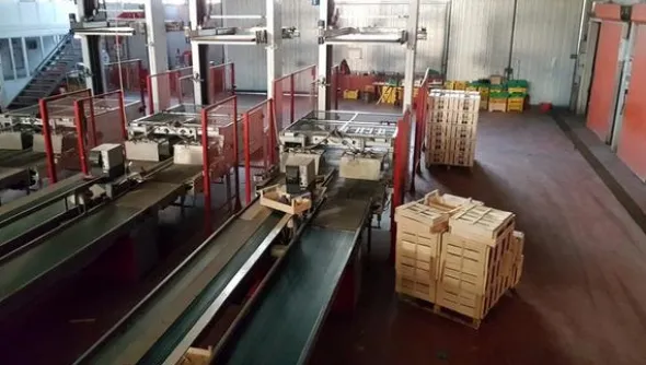 1#1963 Impianto smistamento Aweta per frutta rotonda