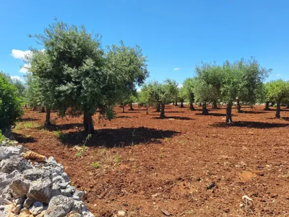 #2536061 Polignano a Mare (BARI) Terreno agricolo edificabile