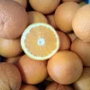 PRODUZIONE ESTRATTI VEGETALI per AGRICOLTURA BIO e NON