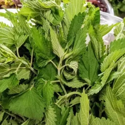 PRODUZIONE ESTRATTI VEGETALI per AGRICOLTURA BIO e NON