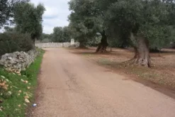 #25632 Stabilimento produttivo con pertinenze e terreni
