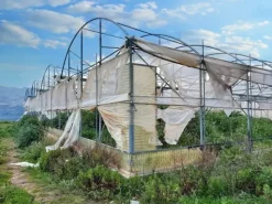 #19821 Terreni agricoli con capannoni e serre