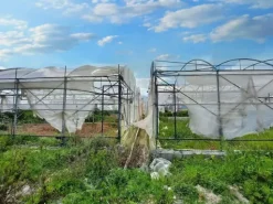 #19821 Terreni agricoli con capannoni e serre