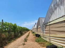 #23566 Terreni agricoli con serre e fabbricati rurali a Vittoria