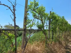 #23566 Terreni agricoli con serre e fabbricati rurali a Vittoria
