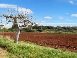 #23581 Terreni agricoli di 20004 mq