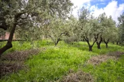 #24351 Terreno agricolo arborato in zona rurale