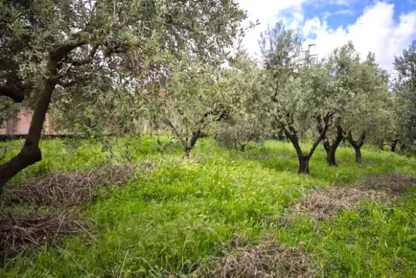 #24351 Terreno agricolo arborato in zona rurale