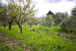 #24351 Terreno agricolo arborato in zona rurale