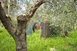 #24351 Terreno agricolo arborato in zona rurale