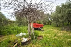 #24351 Terreno agricolo arborato in zona rurale