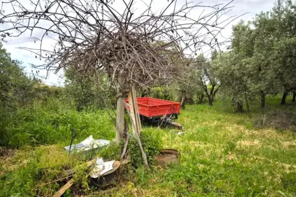 #24351 Terreno agricolo arborato in zona rurale