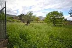 #24351 Terreno agricolo arborato in zona rurale