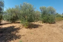 #24191 Terreno agricolo con porzione di viabilità