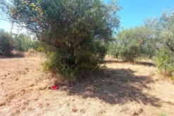 #24191 Terreno agricolo con porzione di viabilità