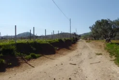 #25488 Terreno agricolo di 54.382 mq