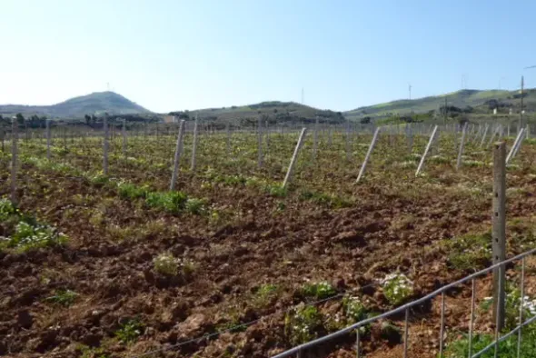 #25488 Terreno agricolo di 54.382 mq