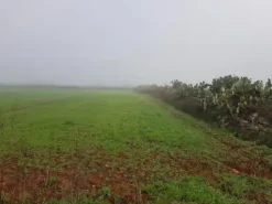 #23972 Terreno agricolo di 10.734 mq