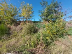 #2537296 Terreno agricolo di 3.640 mq