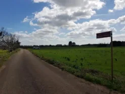 #23970 Terreno agricolo di 40.541 mq