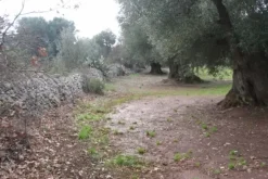 #19935 Terreno agricolo di mq 6800