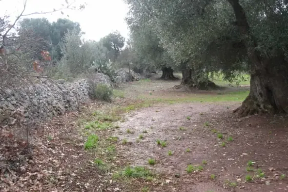 #19935 Terreno agricolo di mq 6800