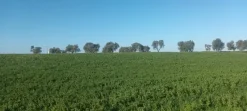 Terreno agricolo irriguo