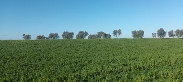 Terreno agricolo irriguo