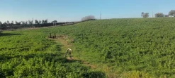 Terreno agricolo irriguo