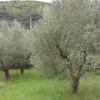 #12663 Terreno agricolo tra ferrovia e autostrada