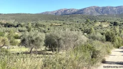 Terreno con olivi e pozzo a Dolianova, Sardegna
