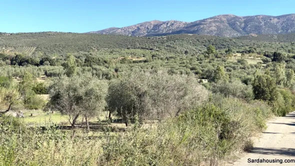 Terreno con olivi e pozzo a Dolianova, Sardegna
